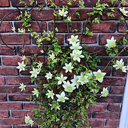 レンガタイルの壁/クレマチス 白万重/ウッドデッキ/季節を感じる暮らし/季節の花...などのインテリア実例 - 2021-05-14 18:04:51