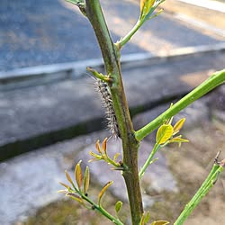 部屋全体/食べられる庭/庭/グリーンのある暮らし/毎朝の日課...などのインテリア実例 - 2023-04-20 09:04:21