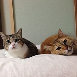 ベッド周り/猫ばかりでごめんなさい。/猫のインテリア実例 - 2013-10-24 19:06:51