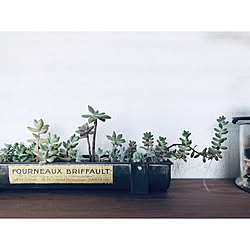 古道具/多肉植物/多肉植物寄せ植え/古道具×GREEN/ブリキプランター...などのインテリア実例 - 2019-06-17 23:17:32