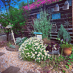 ノースポール/花が好き/gardening/手作りの庭/庭DIY...などのインテリア実例 - 2020-05-12 19:20:31