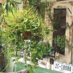 観葉植物/植物好き/グリーンのある暮らし/植物で楽しむインテリア/NO GREEN NO LIFE...などのインテリア実例 - 2016-05-27 11:55:17