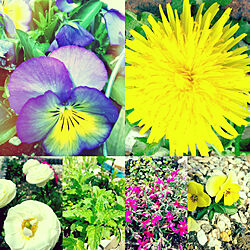 カラフル/庭作りは楽しい/寄せ植え/花壇DIY/春...などのインテリア実例 - 2019-04-02 13:39:17