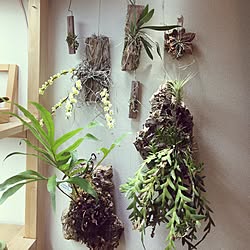 壁/天井/NO GREEN NO LIFE/flower/@s-tillandsia/Orchidsのインテリア実例 - 2017-05-20 13:27:27