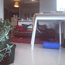 部屋全体/ACTUSソファー/IKEAテーブル/観葉植物のインテリア実例 - 2016-05-21 10:15:08