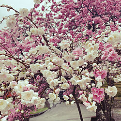 花のある暮らし/桜のインテリア実例 - 2022-04-04 00:12:42