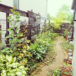 植物/プロヴァンスに憧れて…/アーチ/ガーデニング/ガーデン...などのインテリア実例 - 2014-08-15 17:13:36