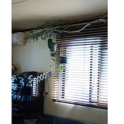 壁/天井/シザーランプ/ユーカリ/猫と植物のインテリア実例 - 2016-04-28 20:35:02