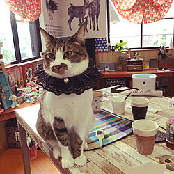 IKEA猫柄カーテン/さをり織りのランチョンマット/食卓にリメイクシート/食卓に乗る猫/遊べと催促する猫...などのインテリア実例 - 2021-10-31 11:33:16