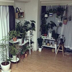部屋全体/モンステラ/IKEA/エバーフレッシュ/観葉植物...などのインテリア実例 - 2013-05-02 19:29:06