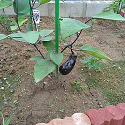 注文住宅/小さな平屋/家庭菜園/家庭菜園初心者/家庭菜園を楽しむ...などのインテリア実例 - 2023-07-09 08:10:52