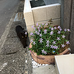 黒猫/玄関前/小さな花壇/玄関前 小さな花壇 猫/玄関/入り口のインテリア実例 - 2019-08-20 01:57:30