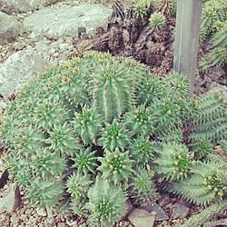 ユーフォルビア/ユーフォルビアスザンナエ/男は黙って地植え！！/群生を見るとワクワクする♪/植物以上の造形美ってあるの！？...などのインテリア実例 - 2015-11-20 00:00:08