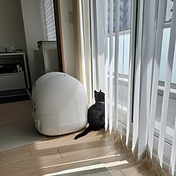 壁/天井/わたしの休日のすごし方/猫カフェのようなお部屋づくり/一人暮らし/シンプル...などのインテリア実例 - 2023-05-08 22:39:05