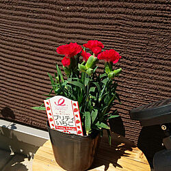玄関/入り口/かわいいもの♡/薔薇/いいね！コメント！うれしいです♥/赤い花のインテリア実例 - 2020-04-25 10:58:39