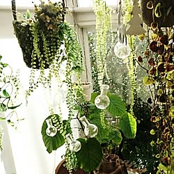 壁/天井/NO GREEN NO LIFE/観葉植物のある部屋/花のある暮らし/フェイクグリーン...などのインテリア実例 - 2017-02-26 09:14:06