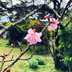 机/おでかけ/桜が咲き始めた/桜/桜の花...などのインテリア実例 - 2019-01-12 18:08:58