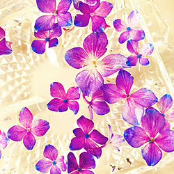 紫陽花が好き♡/水に浮かべてみました/お花のある暮らし/キッチンのインテリア実例 - 2021-09-02 13:49:11