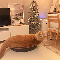 夜のリラックスタイム/クリスマス/癒し/猫のいる部屋/リラックス...などのインテリア実例 - 2021-12-12 22:14:14