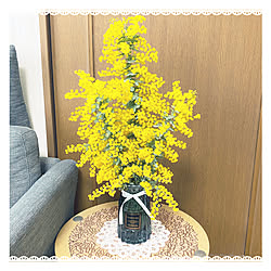 ミモザの花/コメント、いいね、ありがとうございます♪/100均雑貨/花のある暮らし♡/部屋全体のインテリア実例 - 2023-03-09 13:15:59