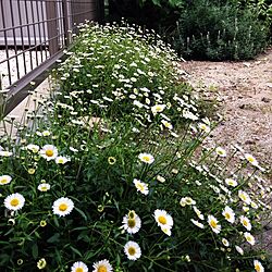 玄関/入り口/庭の植物たちのインテリア実例 - 2014-04-27 08:45:21