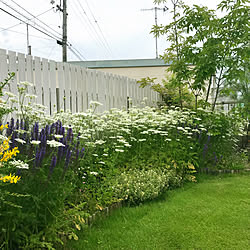 玄関/入り口/芝のある庭/芝生の庭/お花のある暮らし/オルラヤホワイトレース...などのインテリア実例 - 2018-06-05 21:57:13