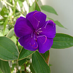 庭/紫の花が好き/シコンノボタン/花ばかりでごめんなさいのインテリア実例 - 2022-08-29 11:21:12