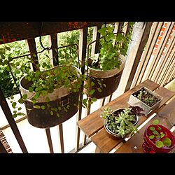 飯盒/植物/ベランダ/ガーデン雑貨のインテリア実例 - 2014-07-26 23:40:08