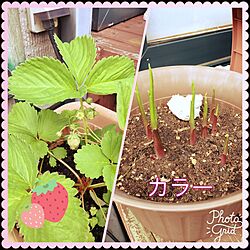 広いお庭欲しい/カラー/いちご/植物大好き♡のインテリア実例 - 2017-05-30 15:07:04