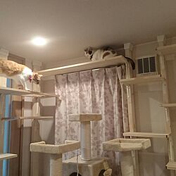 部屋全体/賃貸DIY/部屋全体/DIY/猫部屋のインテリア実例 - 2017-02-03 16:47:36