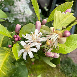 花と緑がいっぱい/我が家は失敗しました/レモンの花/蒸し暑い…(*_*)/曇り18℃...などのインテリア実例 - 2022-05-23 16:06:10