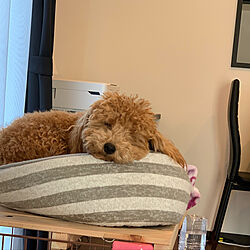 犬/トイプードル/いぬと暮らすのインテリア実例 - 2019-03-20 07:20:46