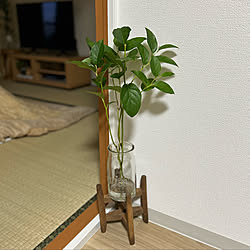 観葉植物/畳/一人暮らし/リノベーション/部屋全体のインテリア実例 - 2023-02-13 08:29:40