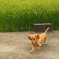 玄関/入り口/田舎暮らし/田んぼ/インテリアじゃなくてごめんなさい/犬部...などのインテリア実例 - 2015-08-11 07:17:38