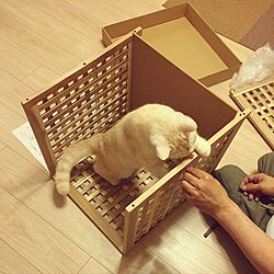 リビング/マンション/猫のいる生活/猫/IKEA...などのインテリア実例 - 2016-07-23 18:09:38