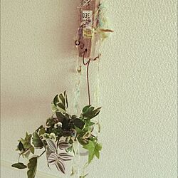 壁/天井/植物を枯らすのが得意です/観葉植物を壁に/観葉植物/手作りのインテリア実例 - 2015-02-15 21:30:00