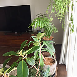 リビング/植物のある暮らし/窓辺のディスプレイ/観葉植物/植物...などのインテリア実例 - 2017-11-10 15:14:19