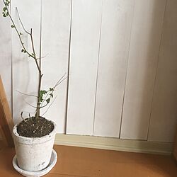 リビング/板壁DIY/白い植木鉢/ポポラスのインテリア実例 - 2017-03-22 13:28:16