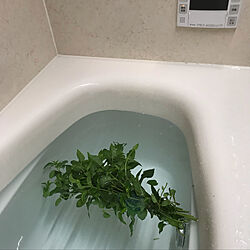 植物のある暮らし/モナルダ ディディマ ホワイト/モナルダ/ハーブバス/いいね、フォロー本当に感謝です♡...などのインテリア実例 - 2019-08-01 19:39:47