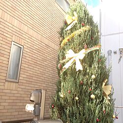 玄関/入り口/庭木/ダイソー/クリスマスツリーのインテリア実例 - 2016-11-01 22:37:26