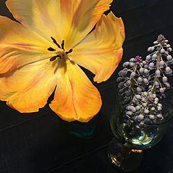コントラスト/対照的/シック/ムスカリの花のアップ/自然の色は美しい...などのインテリア実例 - 2023-03-06 23:42:48