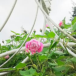 玄関/入り口/アーチ/薔薇が好きのインテリア実例 - 2016-05-03 18:09:35