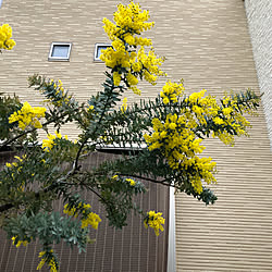 観葉植物/多肉植物/salut!/セリア/ダイソー...などのインテリア実例 - 2019-03-02 18:54:33