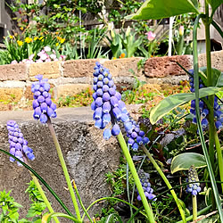 玄関/入り口/建売り一戸建て/育児日記/植物のある暮らし/お花のある暮らし...などのインテリア実例 - 2021-03-26 23:14:25