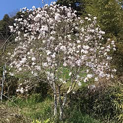 玄関/入り口/こぶし咲く〜♪/花/庭木/庭...などのインテリア実例 - 2017-04-04 14:08:16