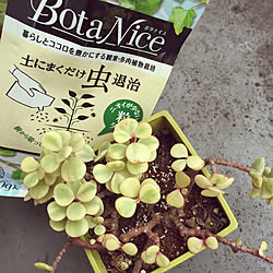 雅楽の舞/BotaNice/多肉植物/観葉植物/害虫対策...などのインテリア実例 - 2019-05-07 15:21:51