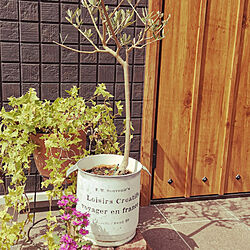 玄関/入り口/木のある暮らし/花のある暮らし/オリーブの鉢植え/ブリキ缶の鉢...などのインテリア実例 - 2021-10-03 12:27:22