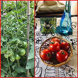 完熟トマト/家庭菜園の収穫/庭/玄関/入り口のインテリア実例 - 2019-06-26 14:39:21