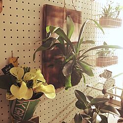 壁/天井/観葉植物/DIYのインテリア実例 - 2017-06-05 00:53:48