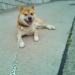 玄関/入り口/さ❤️セリアへ行かないと♪/帰宅拒否症の男/犬部♪/犬ばかりでスイマセン...などのインテリア実例 - 2015-06-05 12:18:54